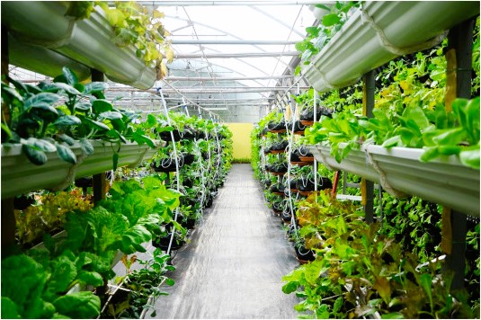 greenhouse cultivation