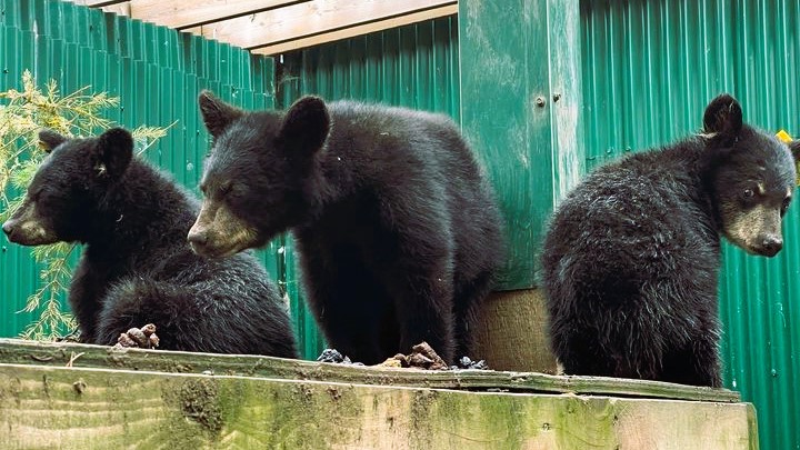 Rescued wild bears
