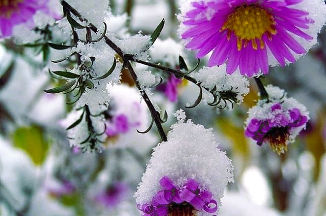 flowers under the snow